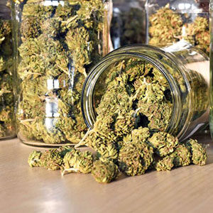 Cannabis